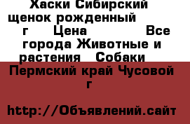 Хаски Сибирский (щенок рожденный 20.03.2017г.) › Цена ­ 25 000 - Все города Животные и растения » Собаки   . Пермский край,Чусовой г.